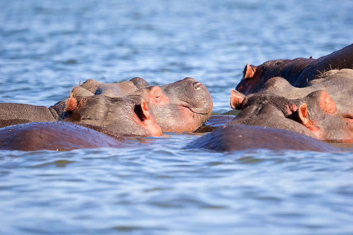 Hipopótamos