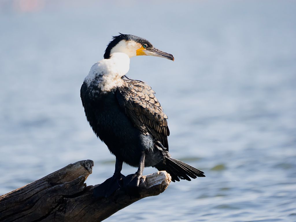 Cormorán