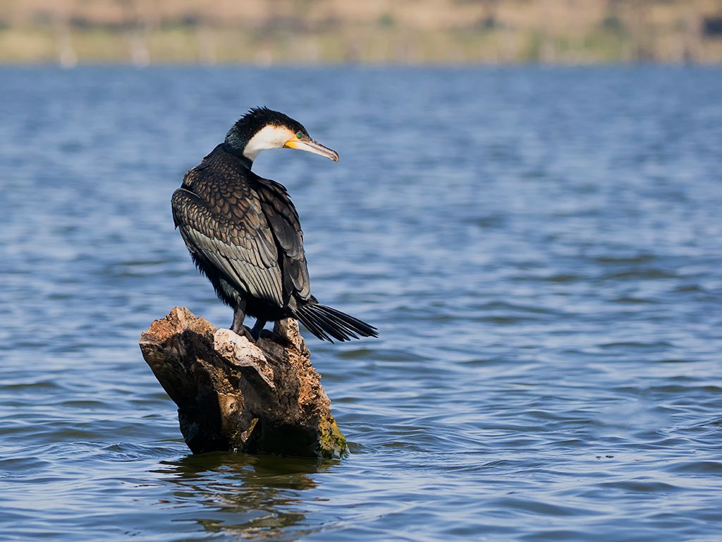 Cormorán