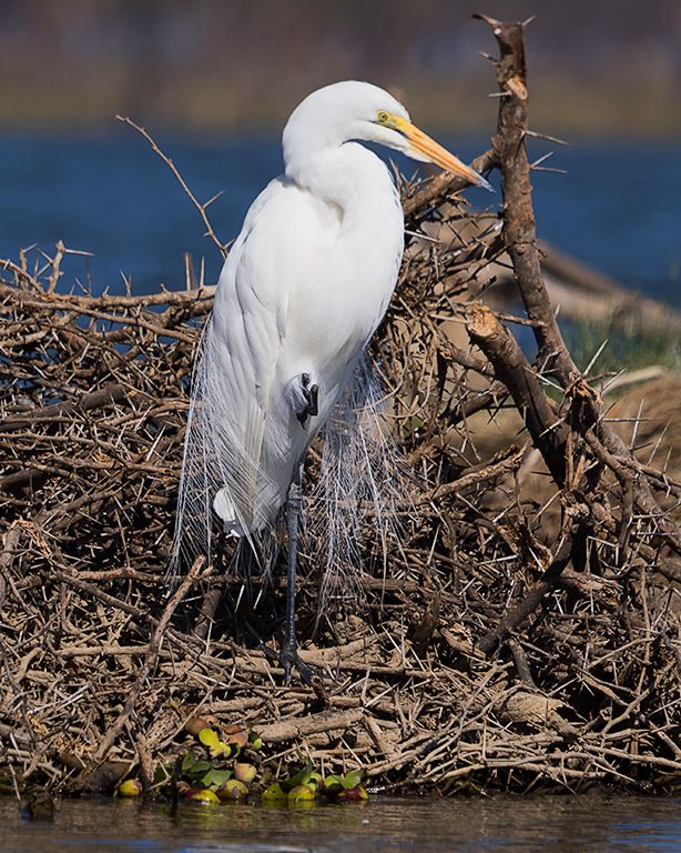 Garza blanca