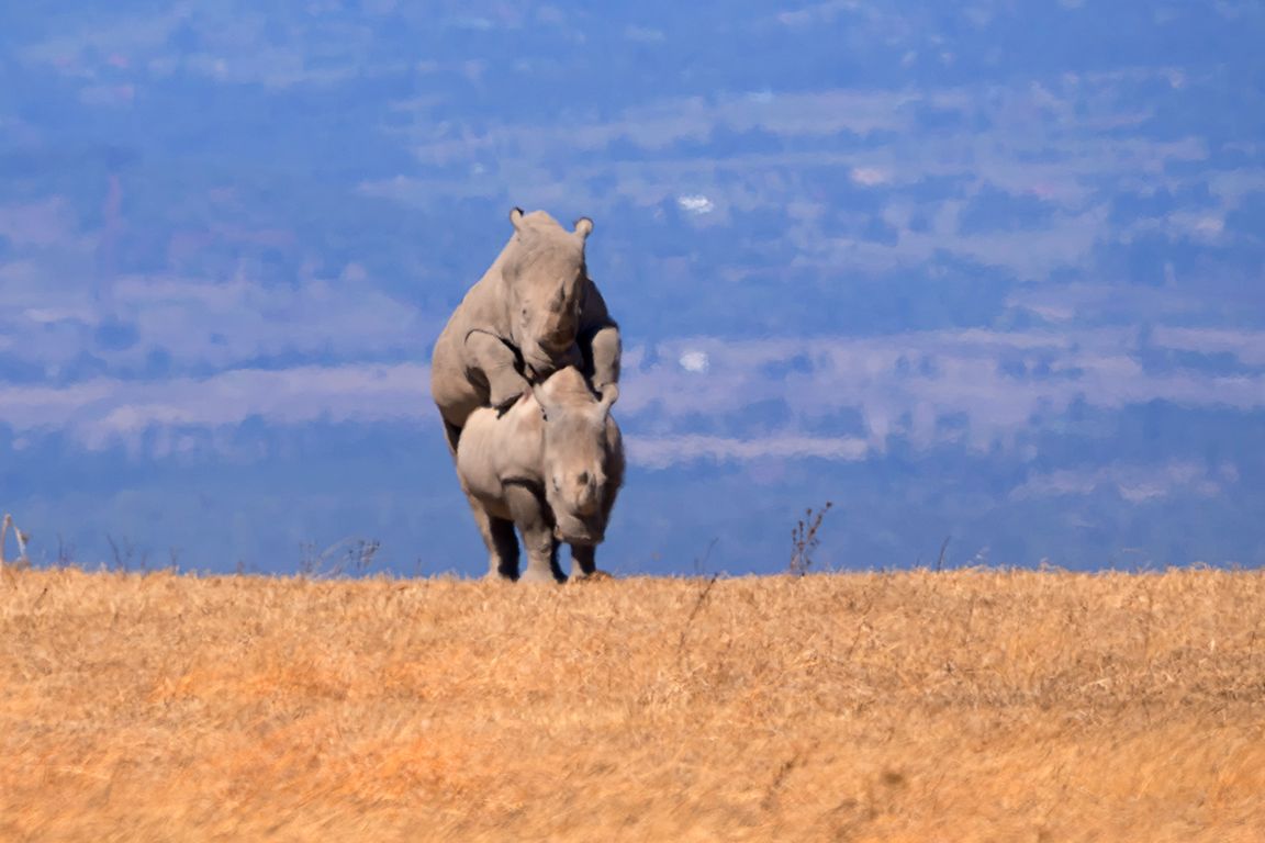 Rinocerontes blancos