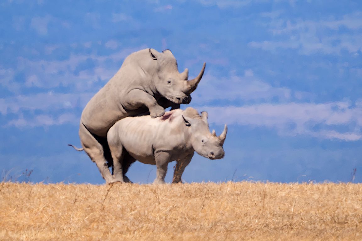 Rinocerontes blancos