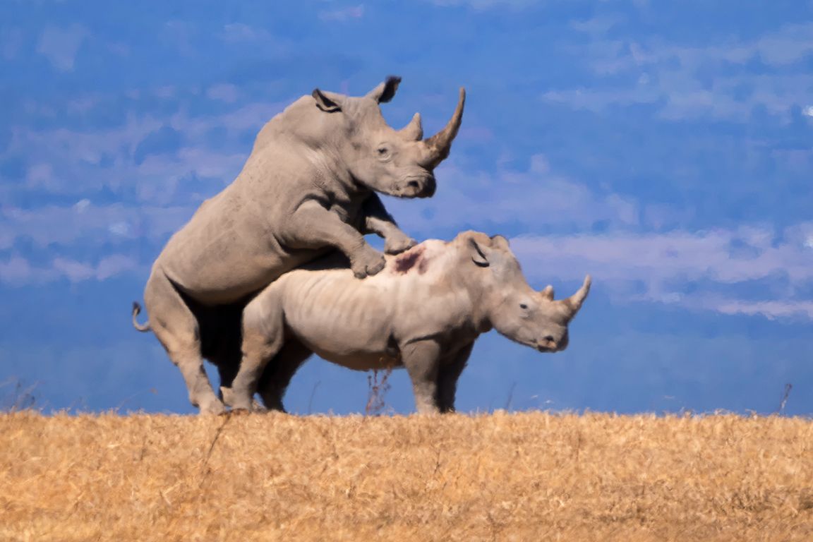 Rinocerontes blancos