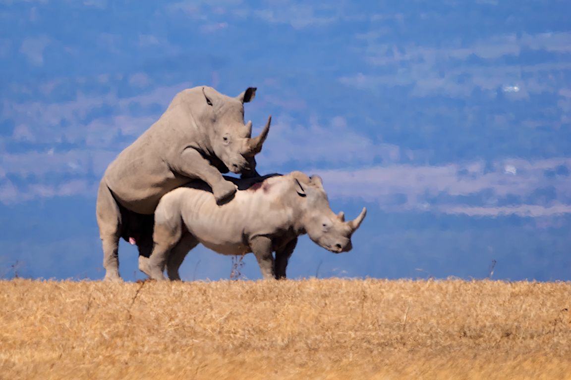 Rinocerontes blancos