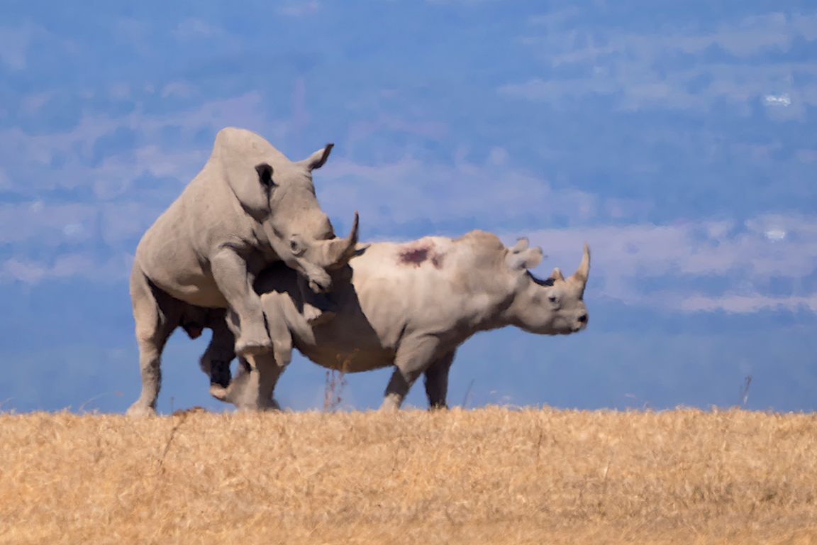 Rinocerontes blancos