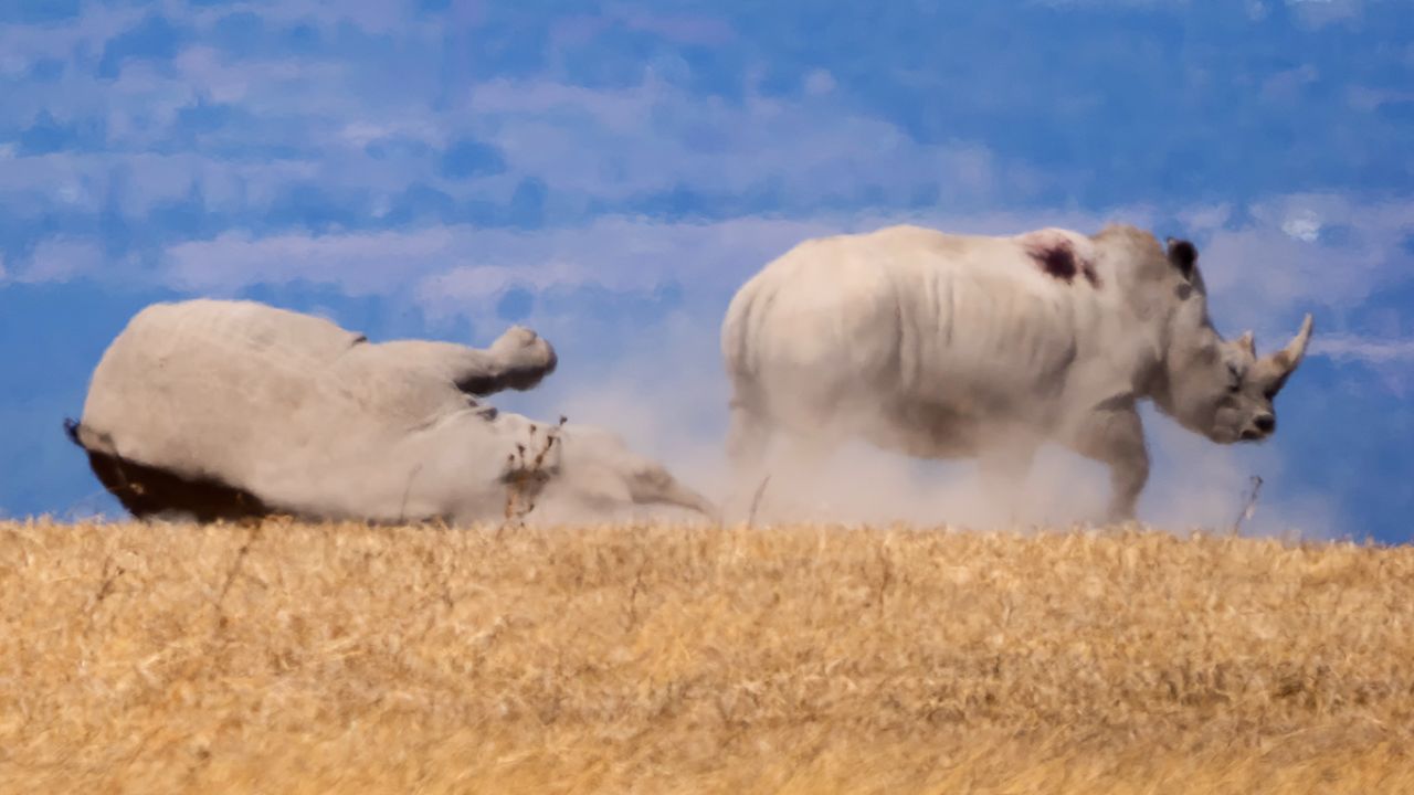 Rinocerontes blancos