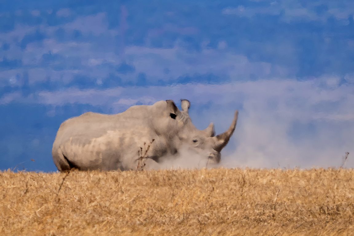Rinocerontes blancos