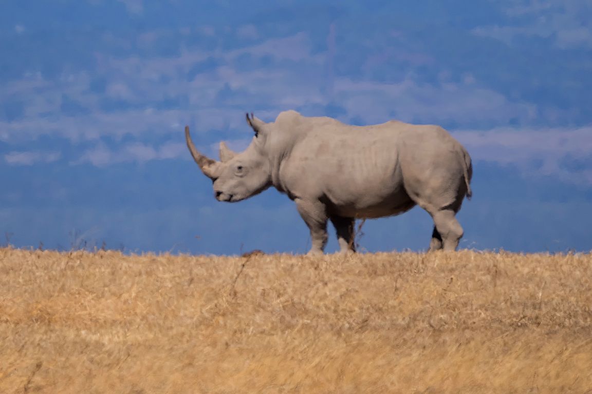 Rinocerontes blancos