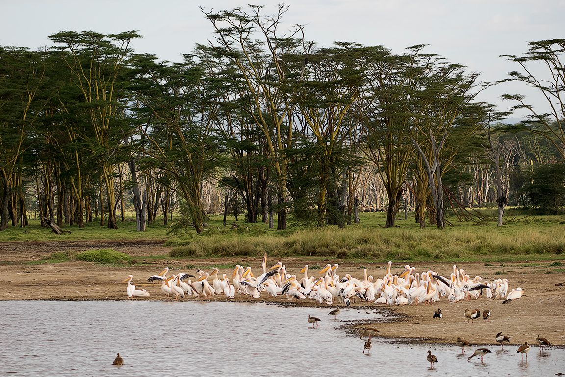 El lago y los pelícanos