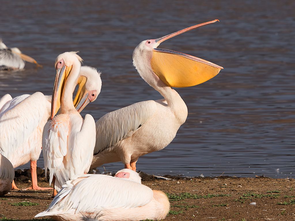 Pelícanos