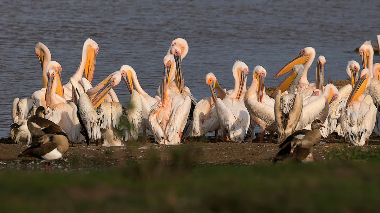 Pelícanos