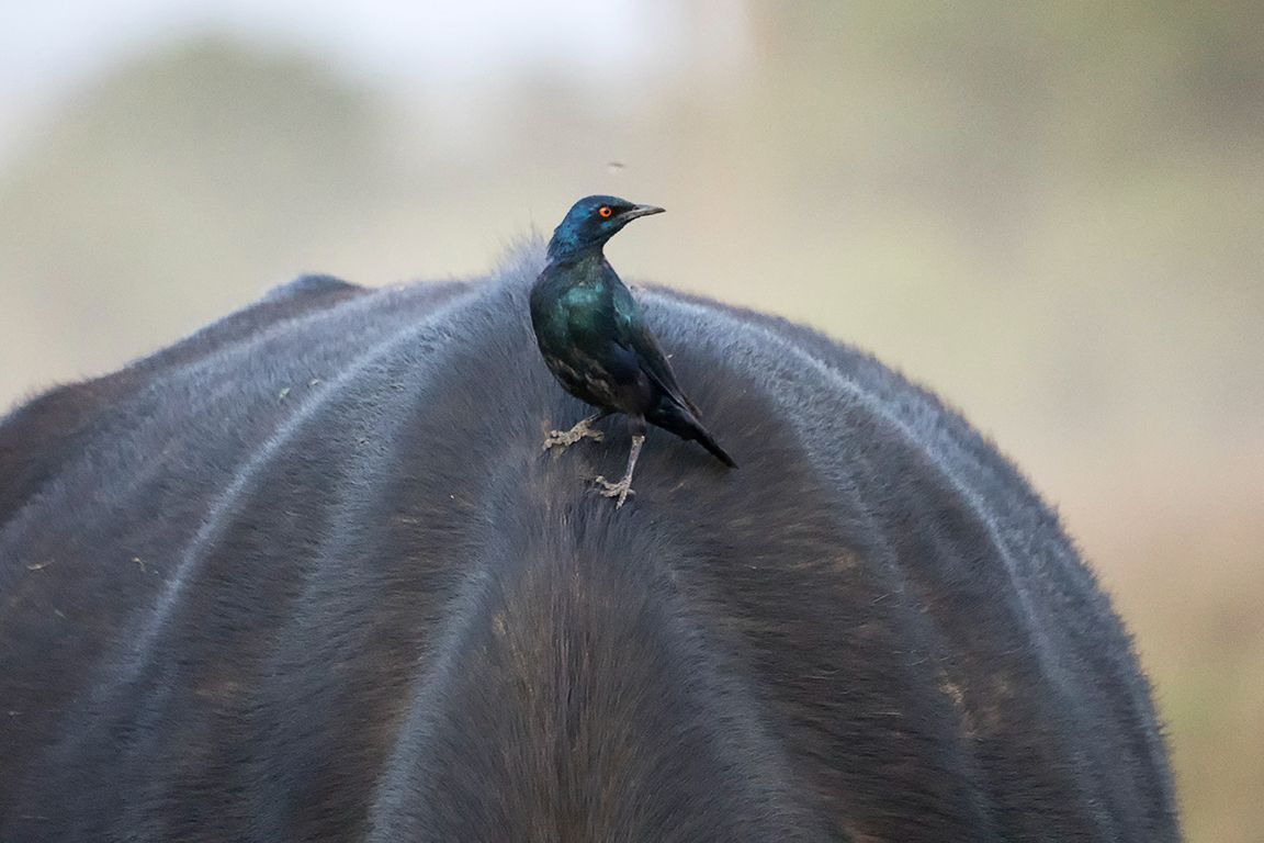 Picabueyes sobre búfalo