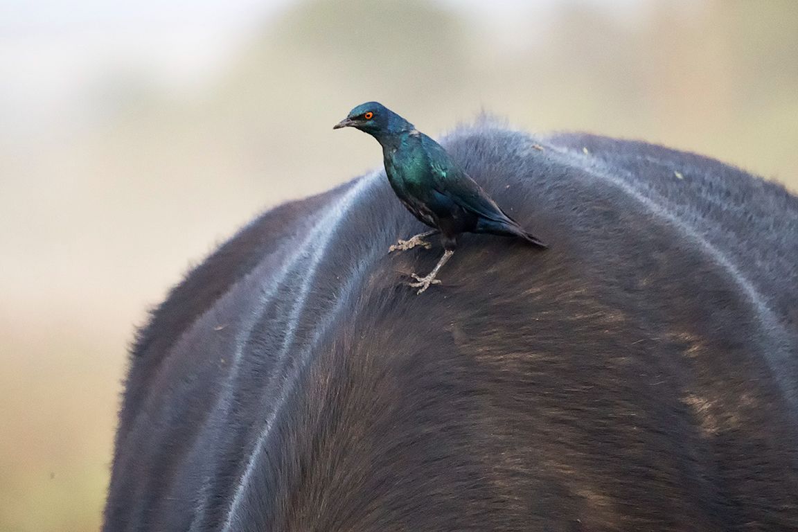 Picabueyes sobre búfalo