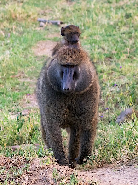 Babuinos