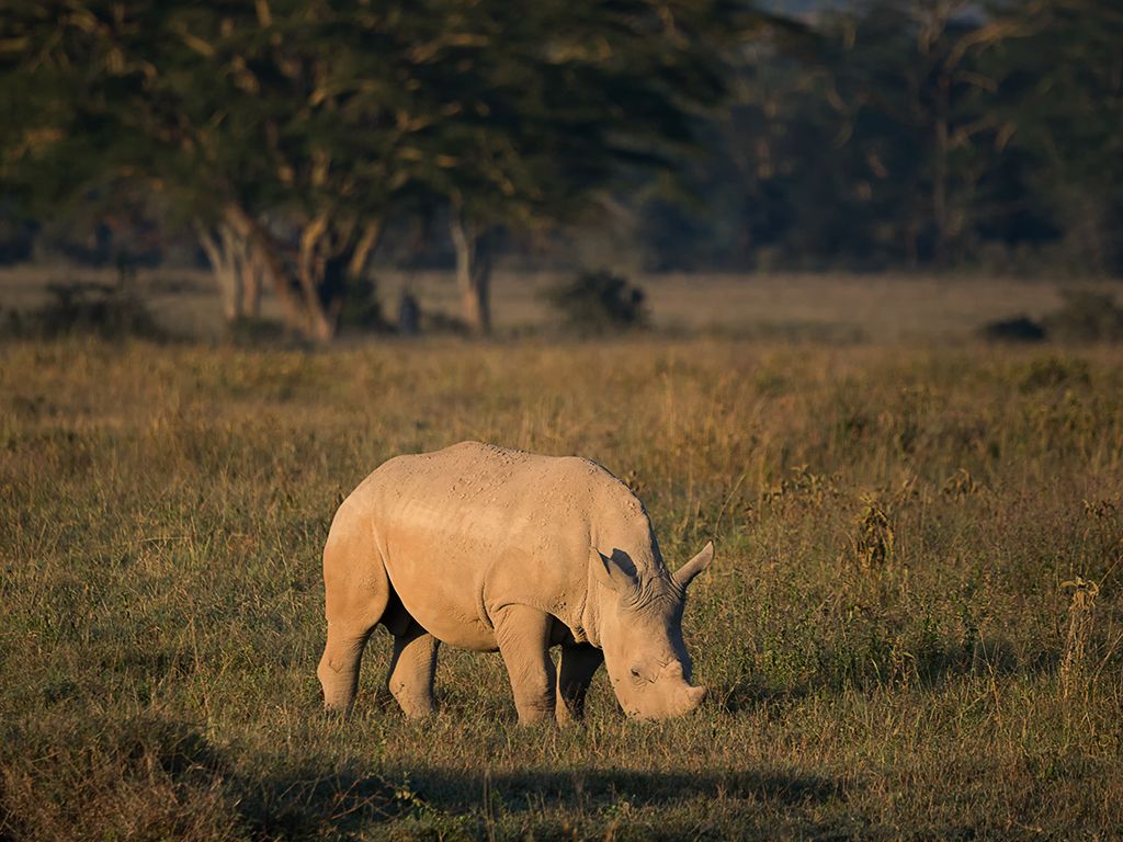 Rinocerontes blancos