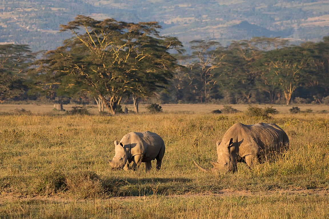 Rinocerontes blancos