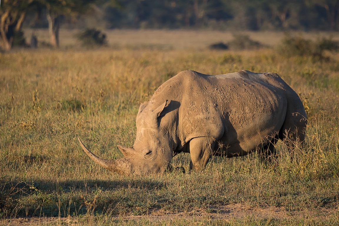 Rinocerontes blancos