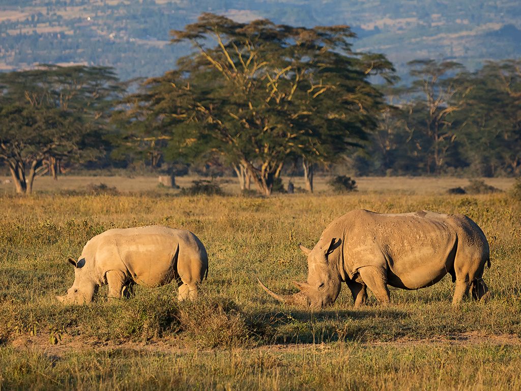 Rinocerontes blancos