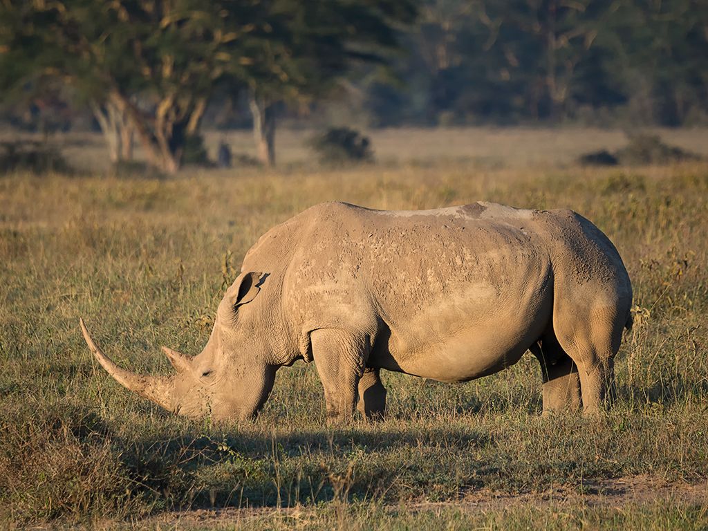 Rinocerontes blancos