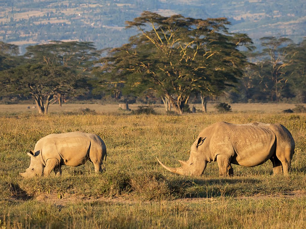 Rinocerontes blancos