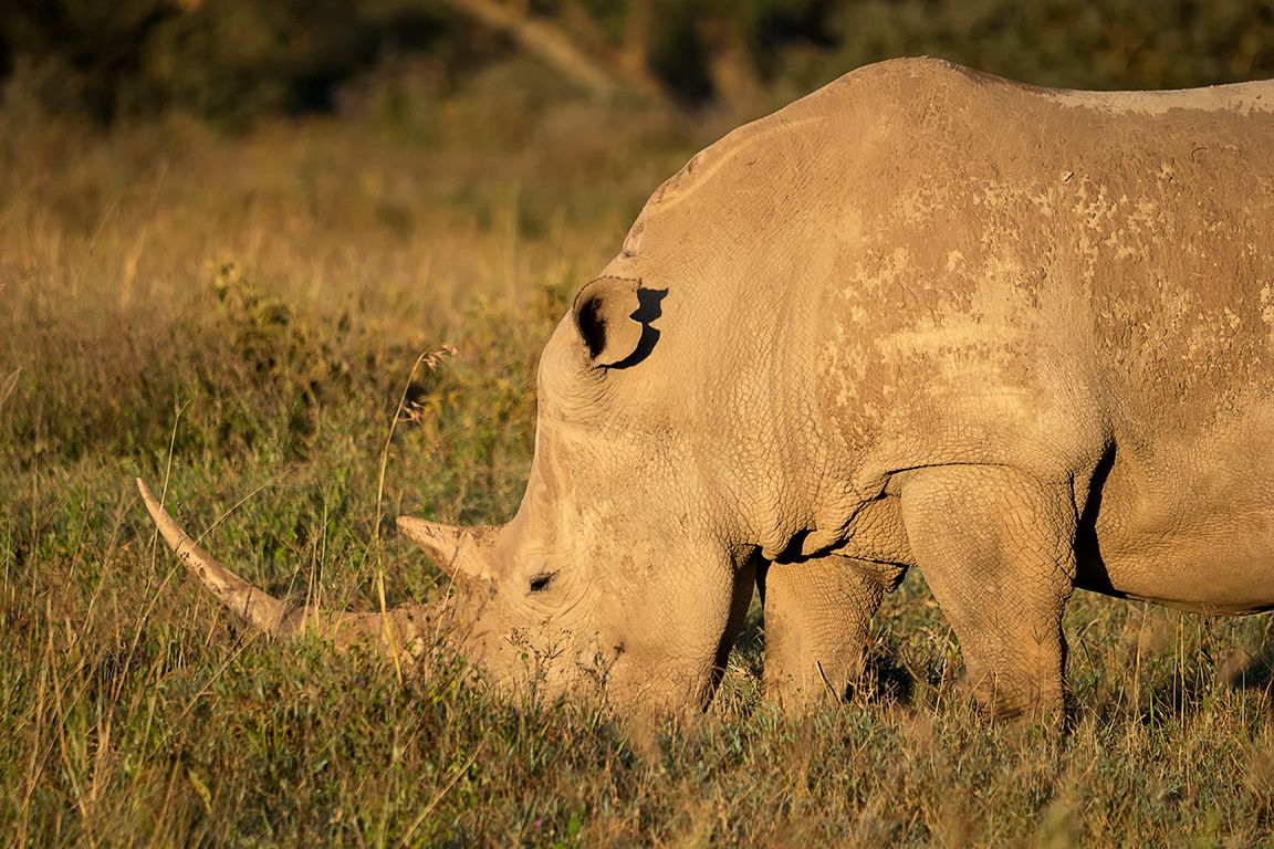 Rinocerontes blancos