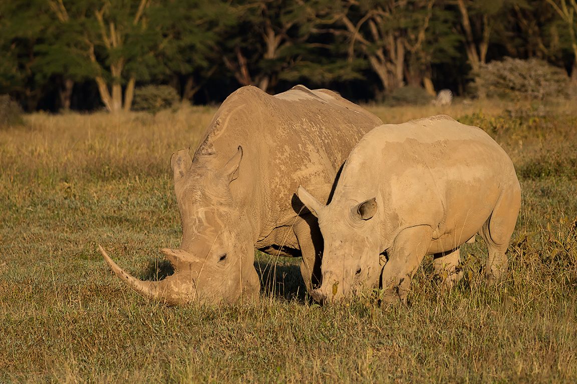 Rinocerontes blancos