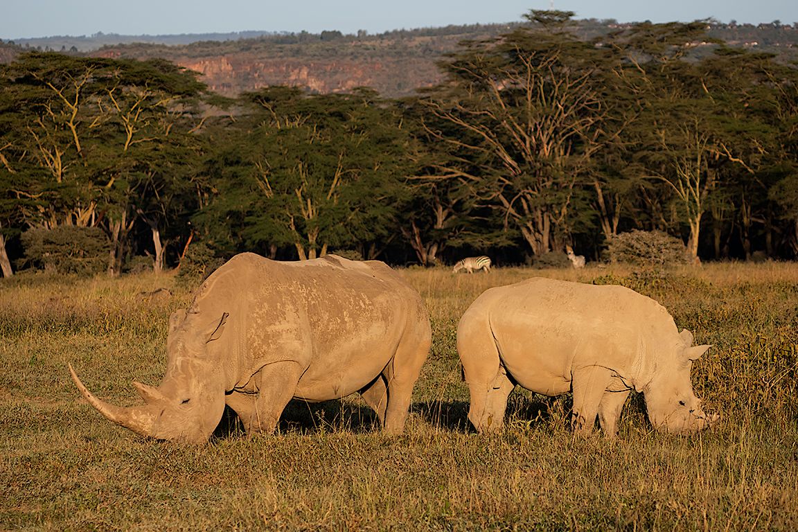 Rinocerontes blancos