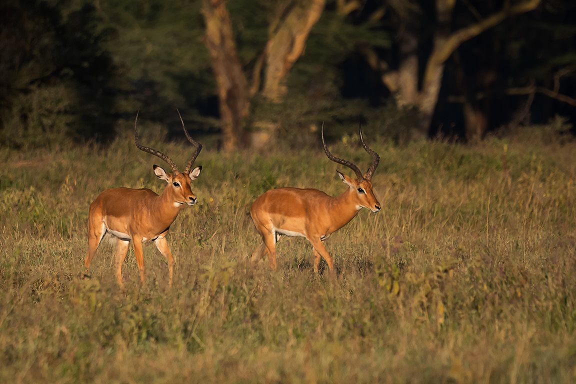 Impalas macho