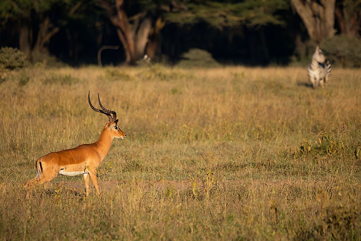 Impala macho