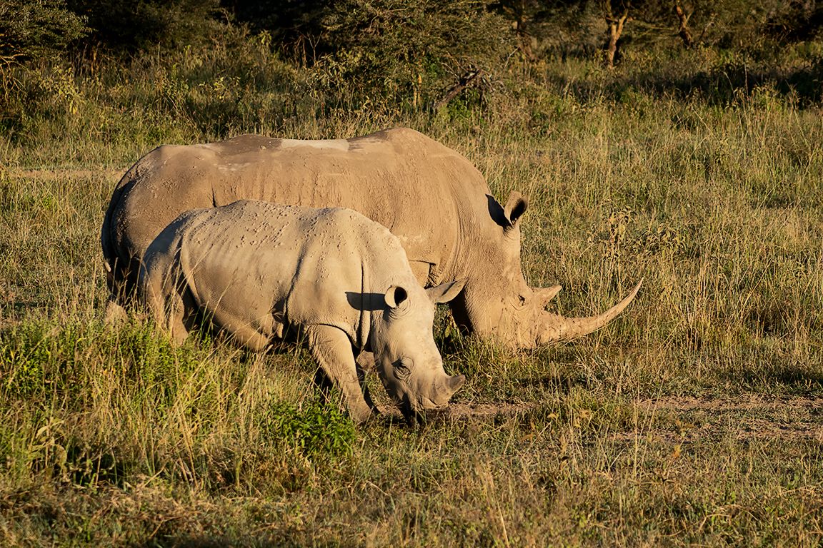 Rinocerontes blancos