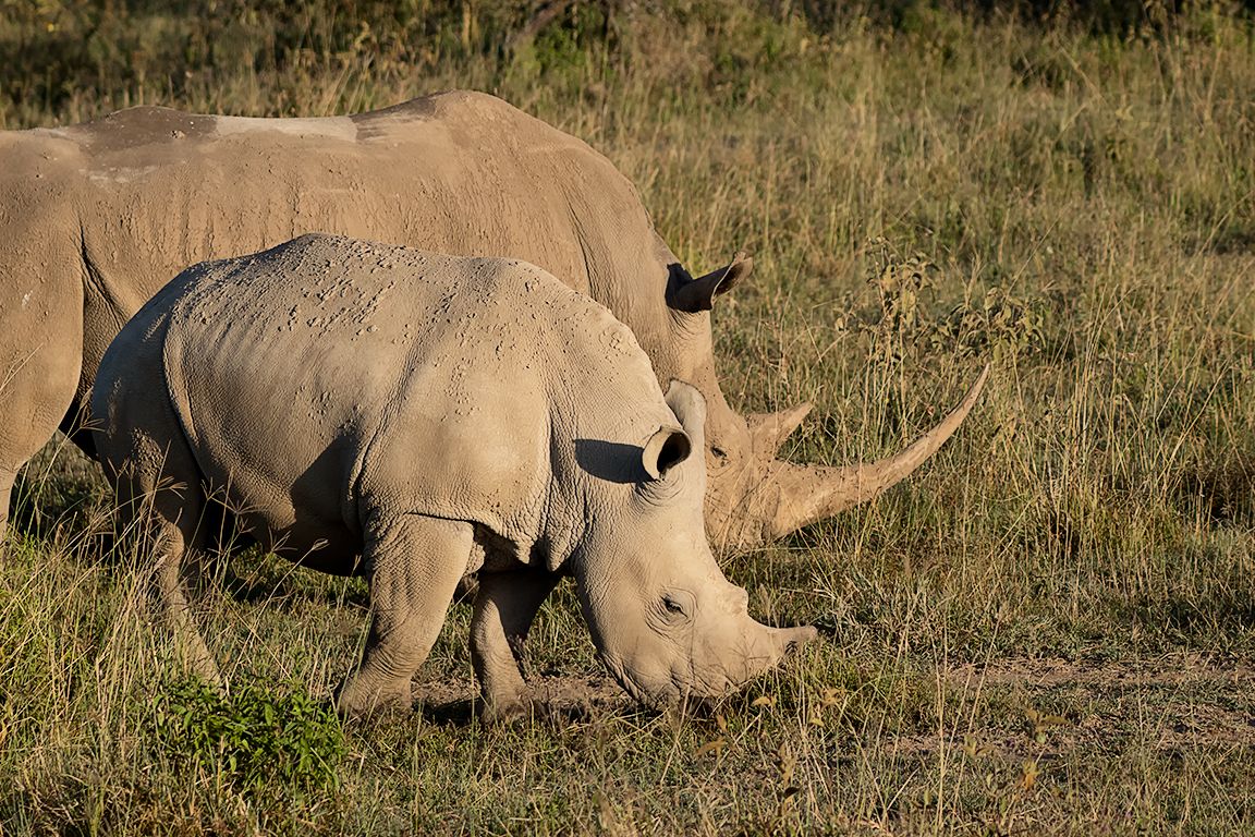Rinocerontes blancos