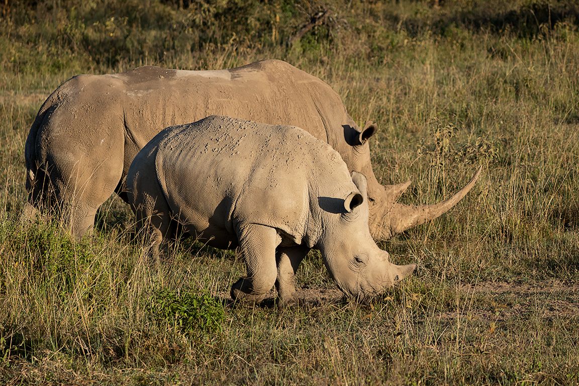 Rinocerontes blancos