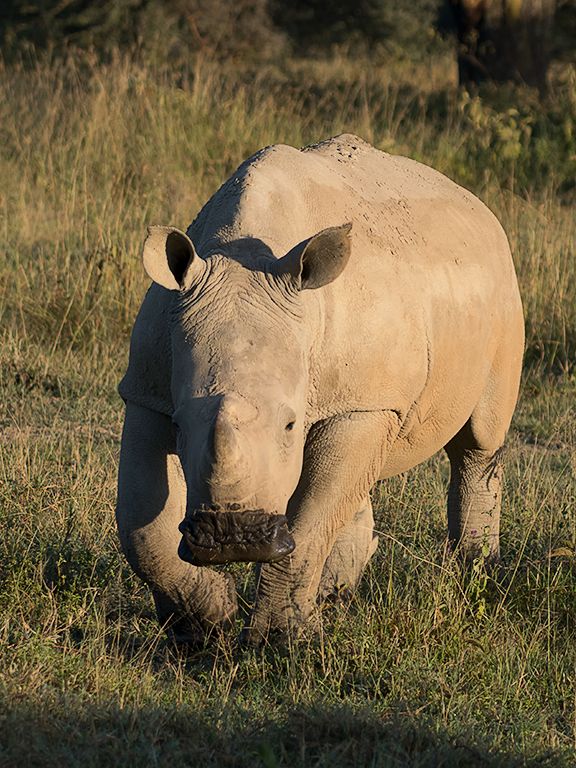 Rinocerontes blancos