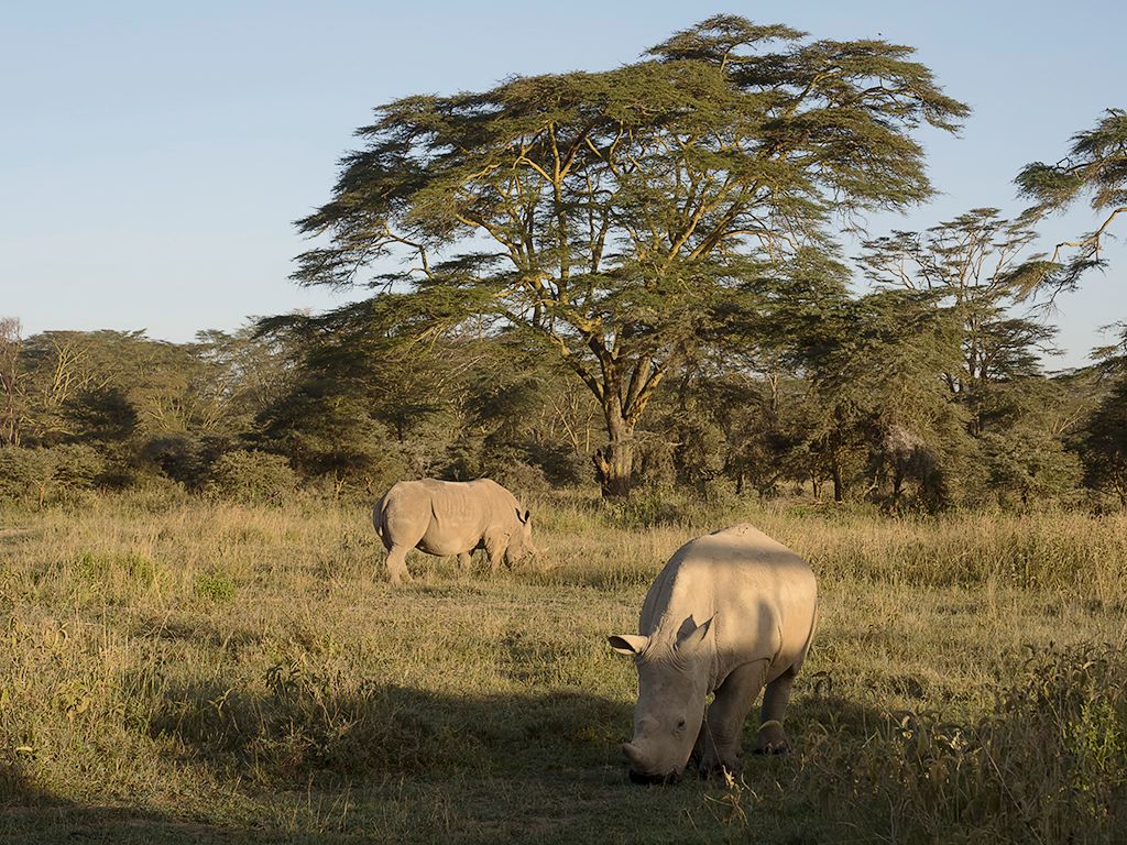 Rinocerontes blancos