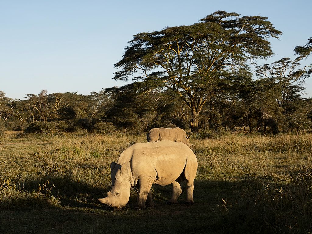 Rinocerontes blancos