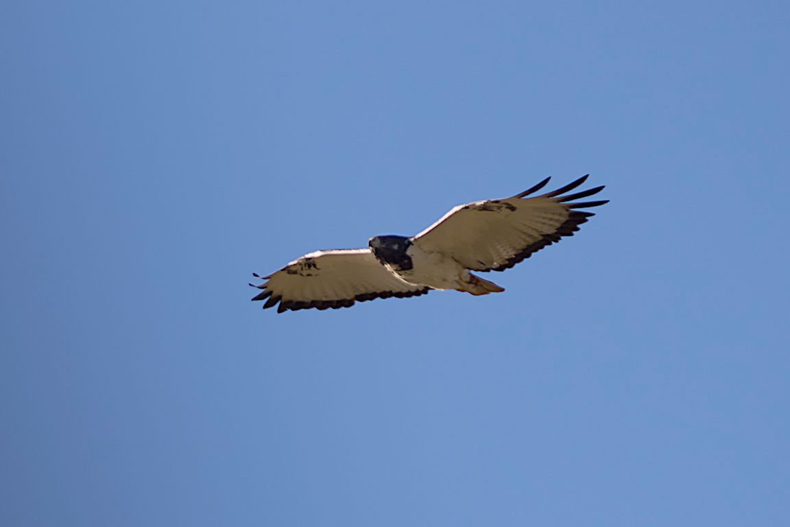 Buteo augur