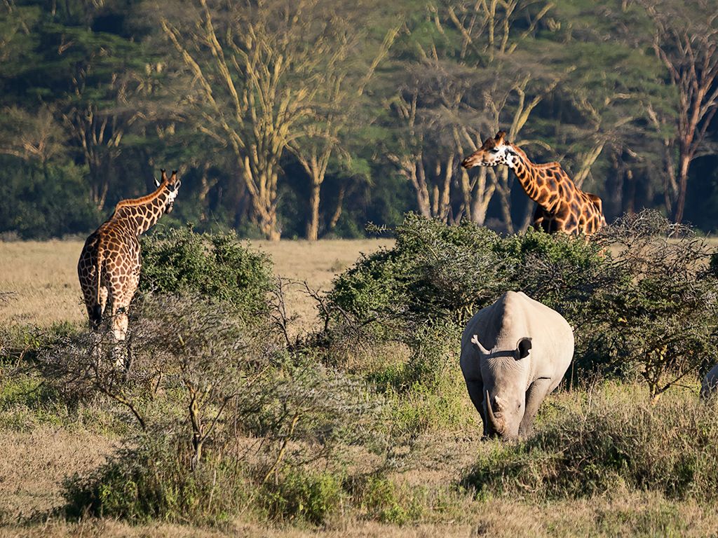 Rinos y jirafas