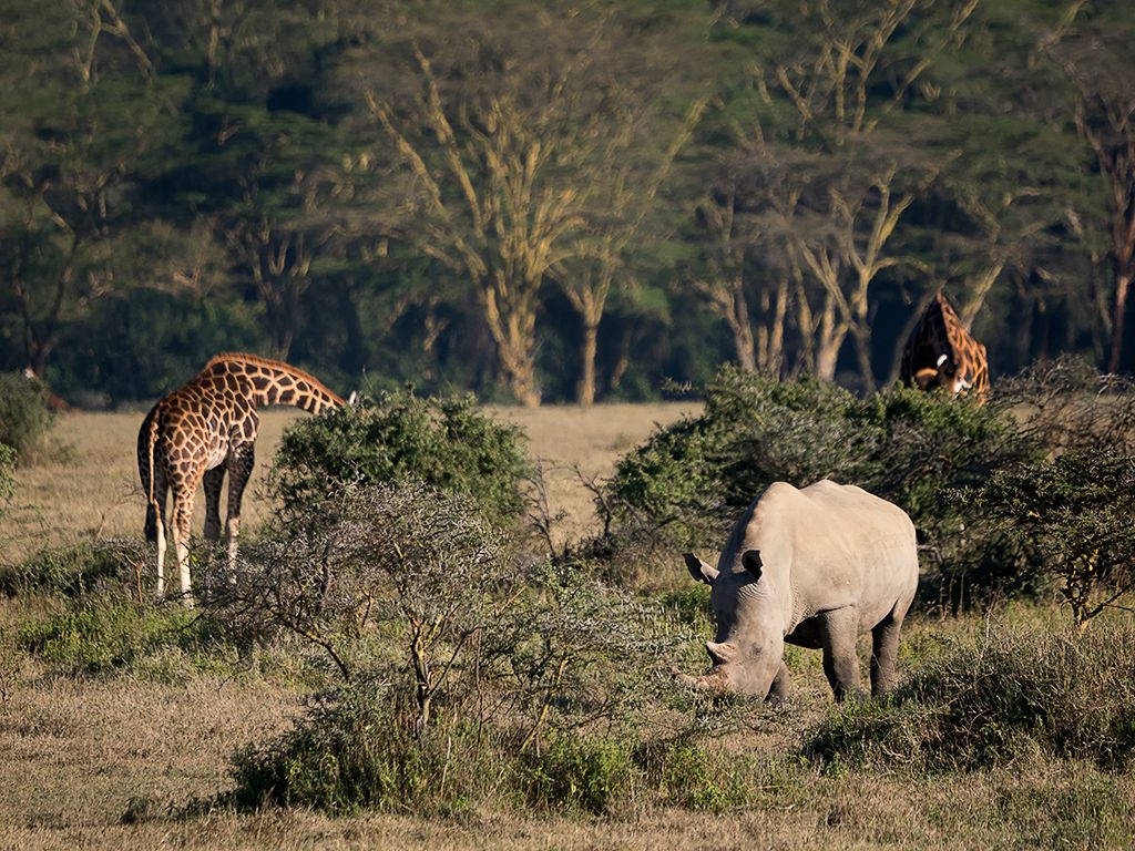 Rinos y jirafas