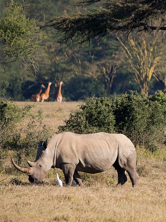 Rinos y jirafas