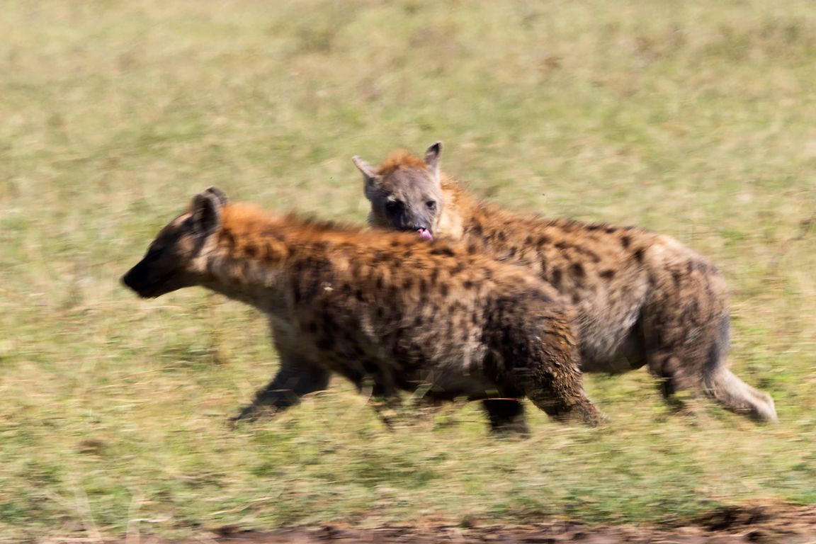 Hienas