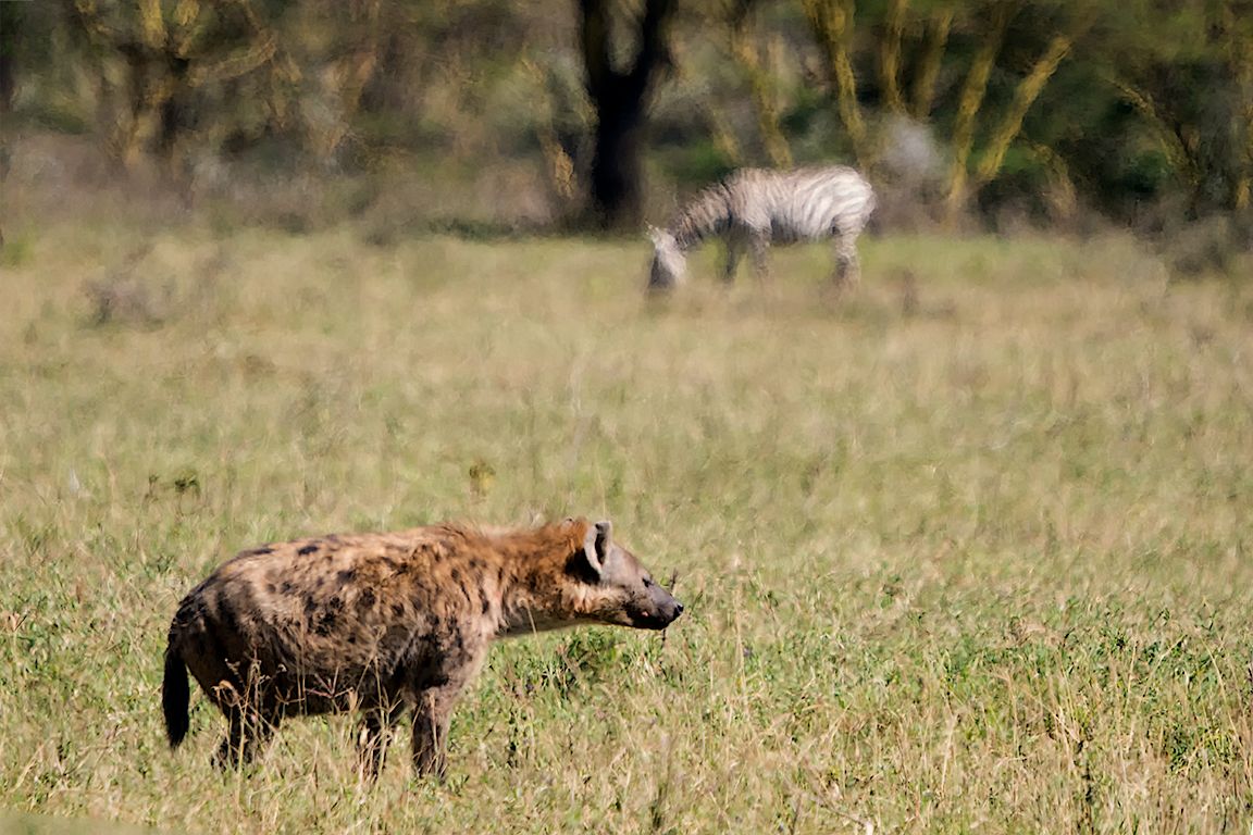 Hienas