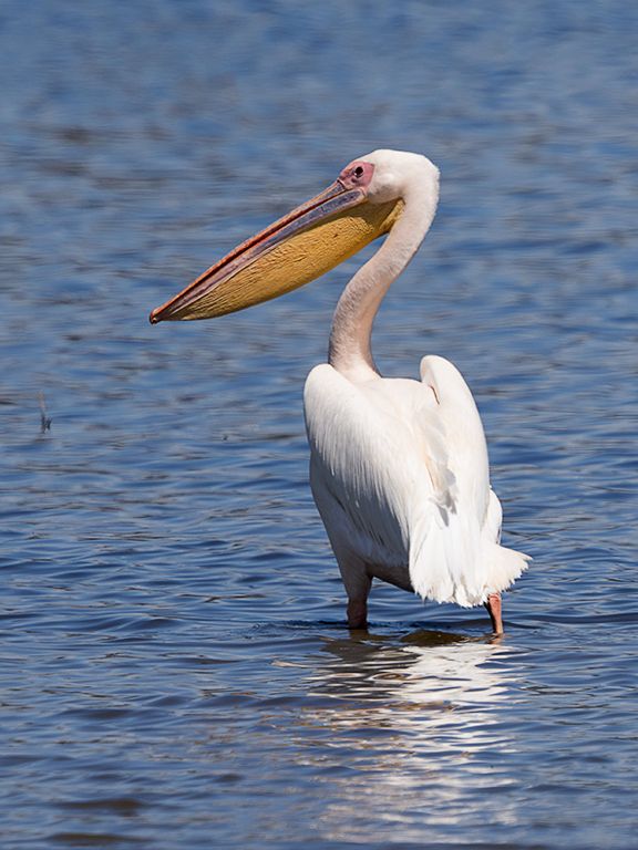 Pelícano