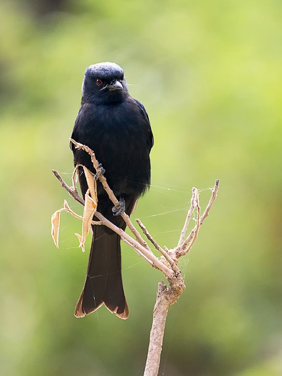 Drongo