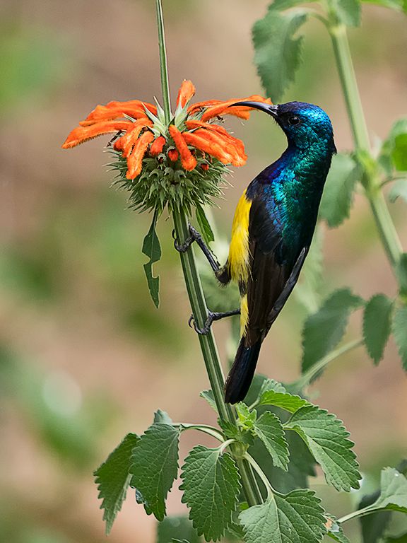 Sunbird
