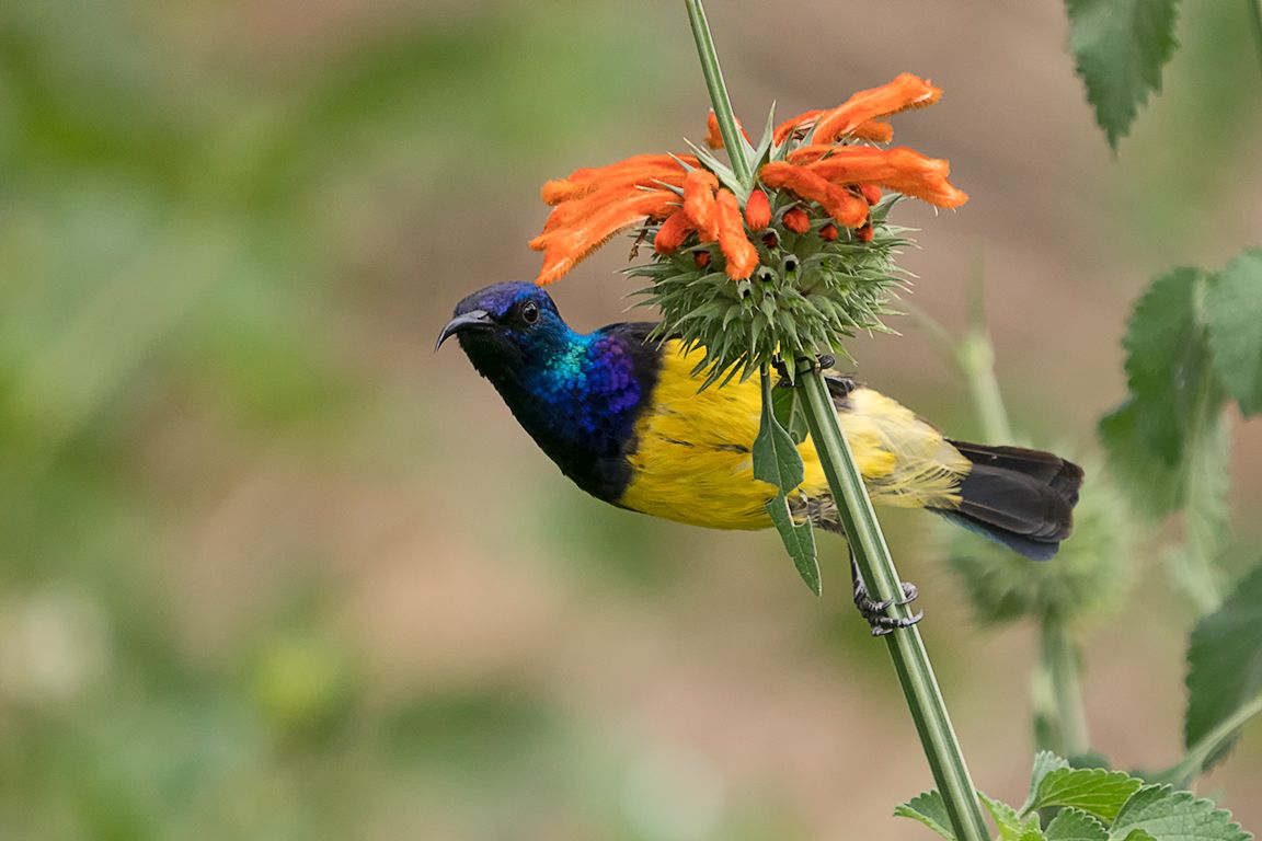 Sunbird