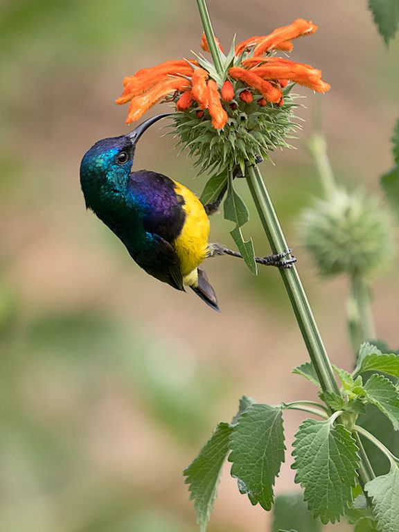 Sunbird
