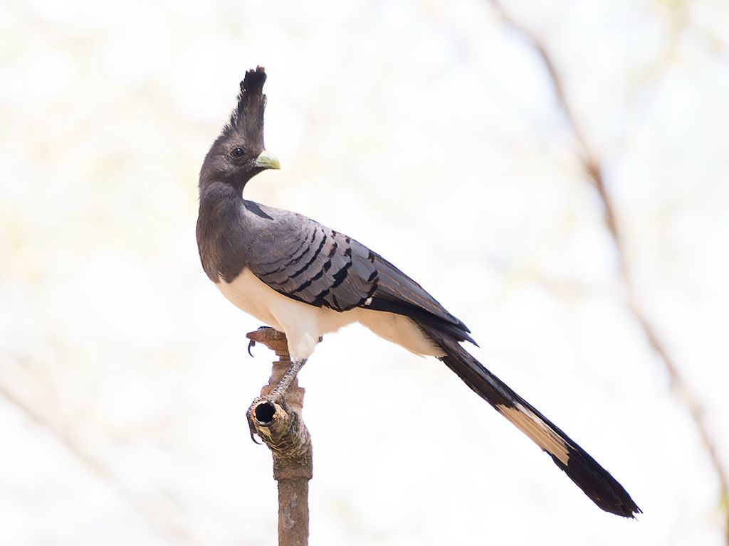 Go away bird - turaco