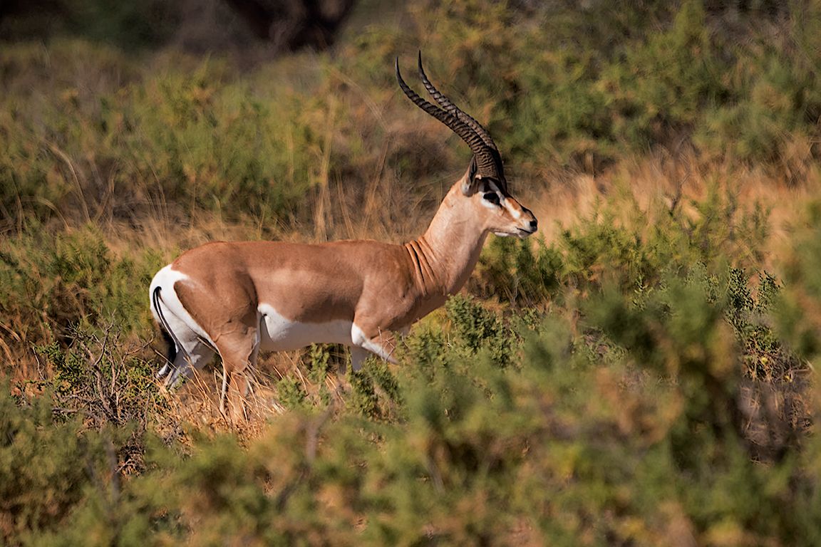 Gacela de Grant macho