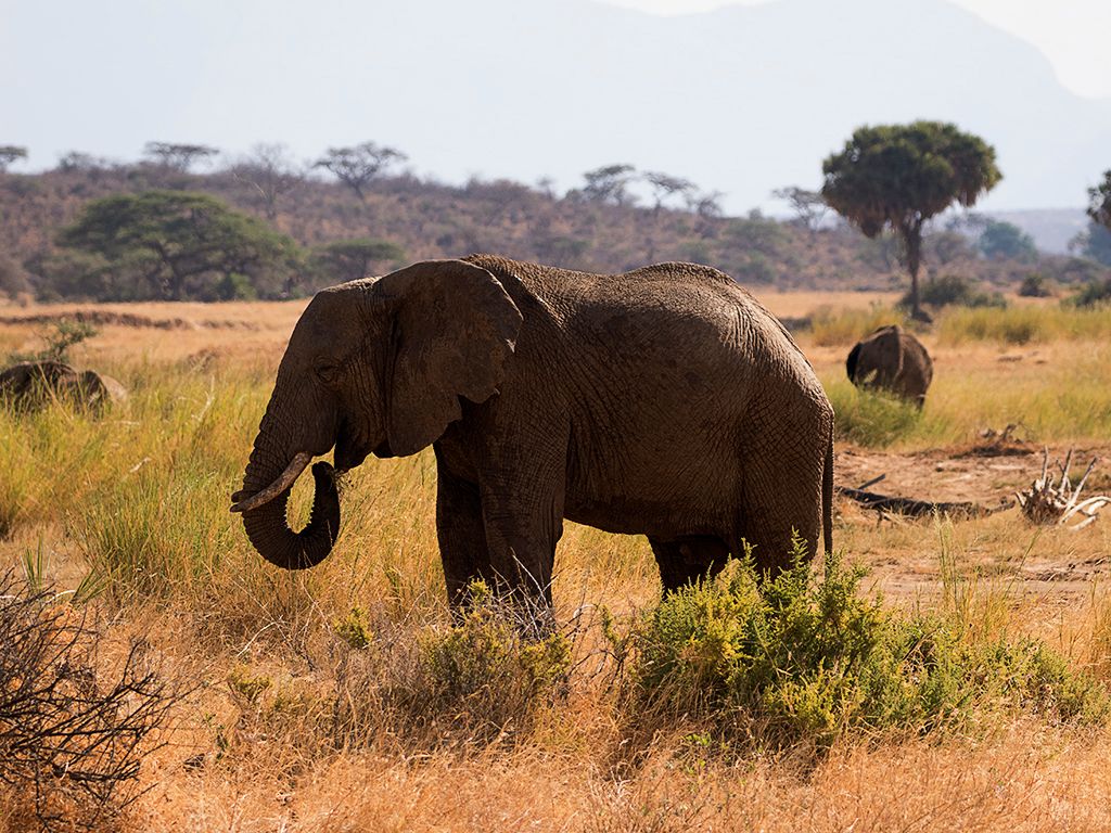 Pronto encontramos elefantes