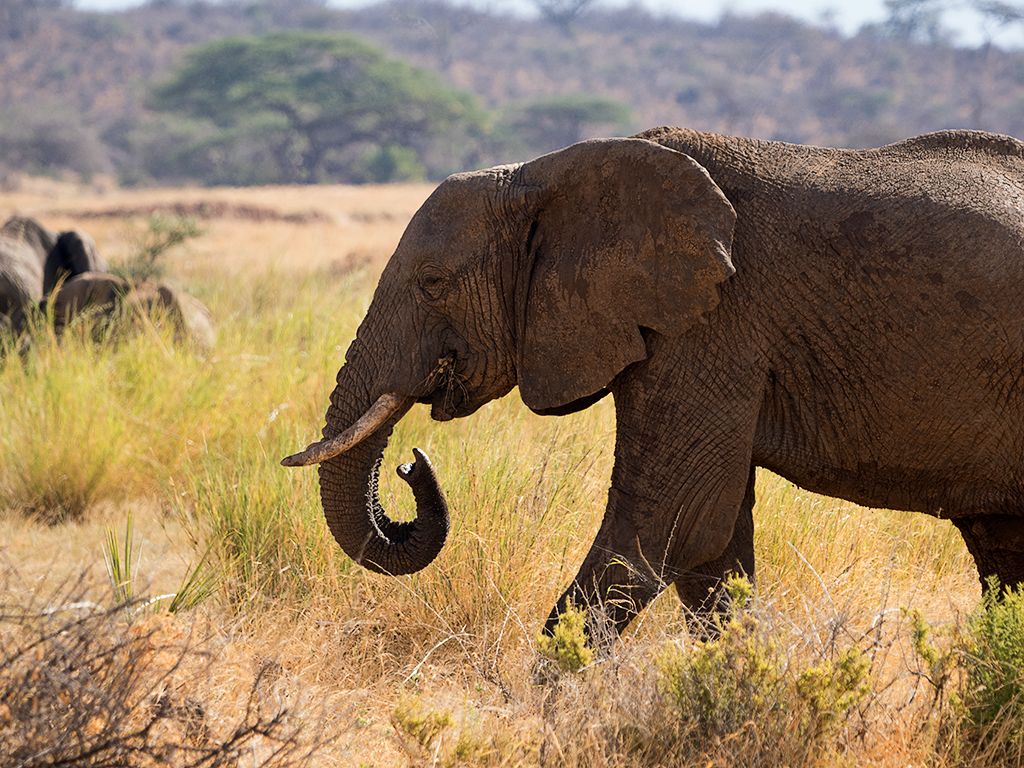 Pronto encontramos elefantes